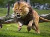 Foto de Los dos leones-instalacin de internet